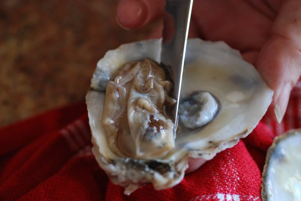 how to shuck an oyster-5