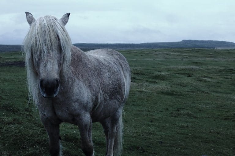 Iceland pony