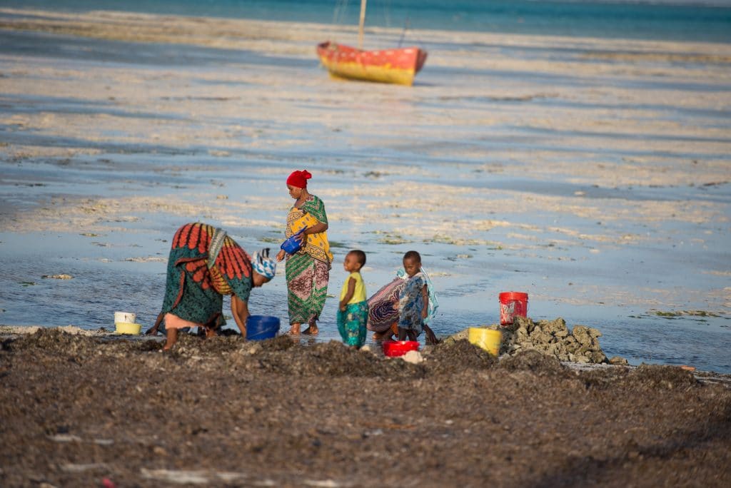 Women collecting shells for chago