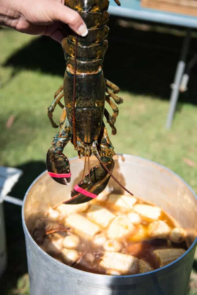Live Lobster