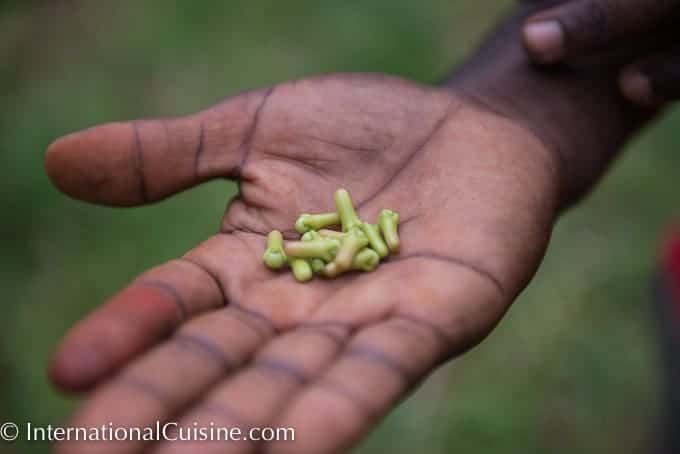 A picture of freshly picked cloves
