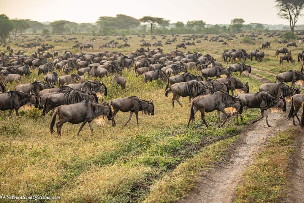 hundreds of wildebeest graze along the Serengeti as part of the great migration 