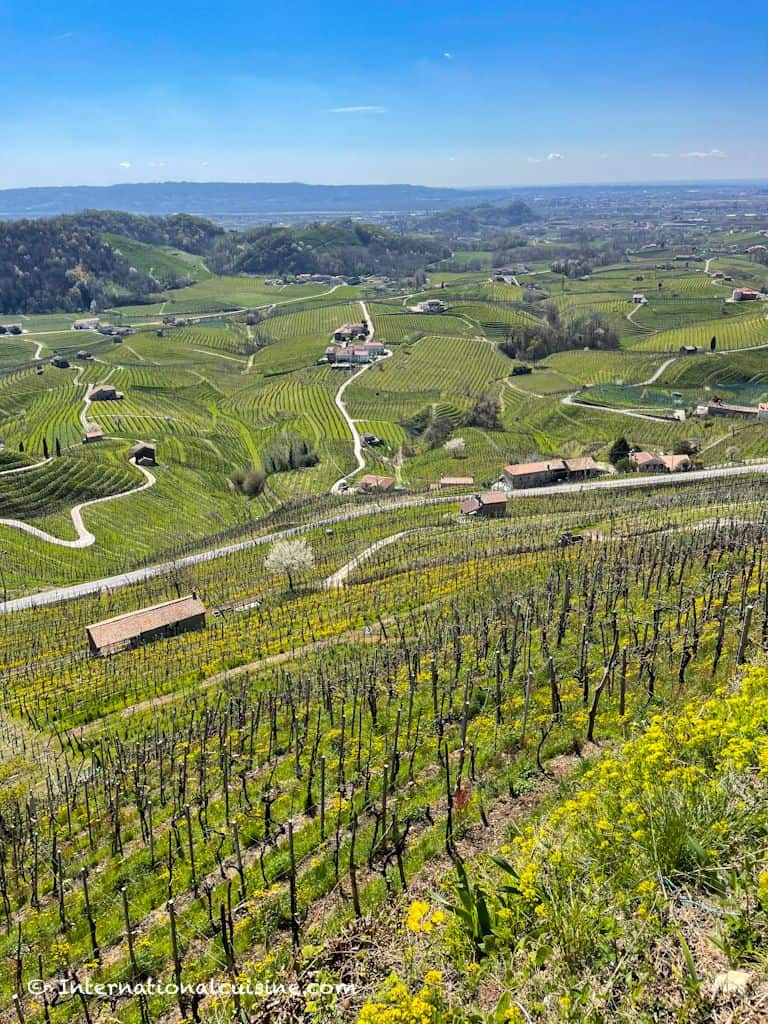 a view of the verdant rolling Prosecco Hills filled with rows of vineyards
