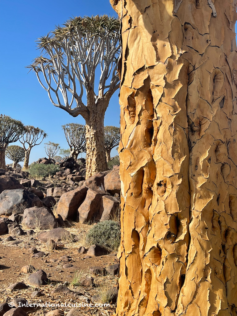 Quiver Trees in Namibia