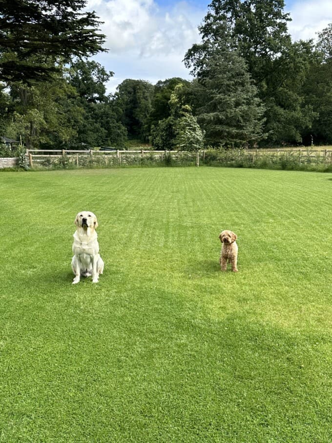 A picture of a yellow lab and a cockapoo sitting on beautiful green lawn.