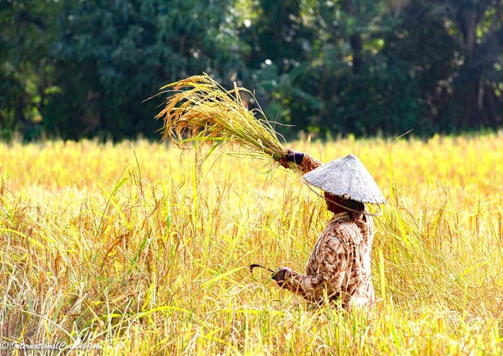 Woman cutting rice with traditional hat