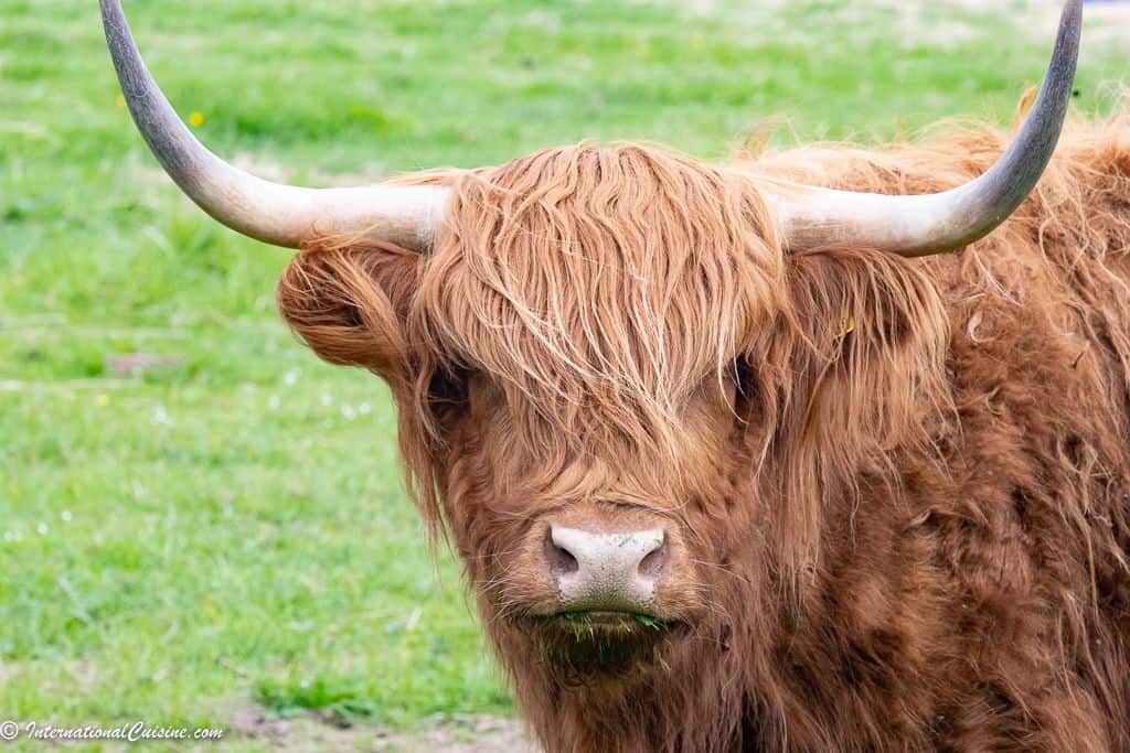 A close up of a Highland cow.